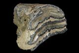 Southern Mammoth Molar Section - Hungary #123658-1